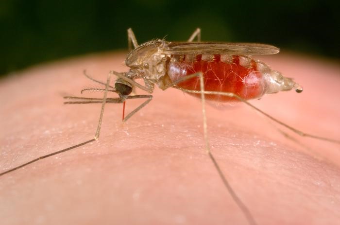 about-malaria